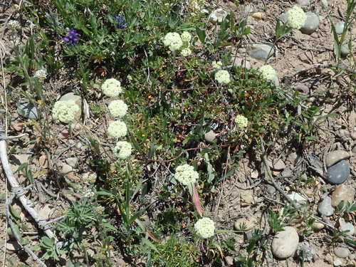 GDMBR:  Not sure, perhaps Leatherleaf Saxifrage.